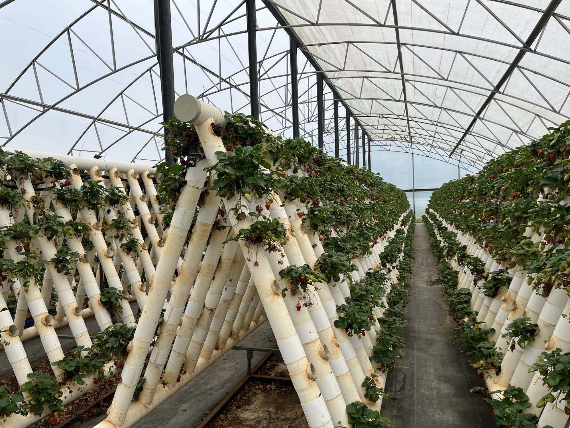 NILORA Resort guests strawberry picking at Ricardoes Port Macquarie